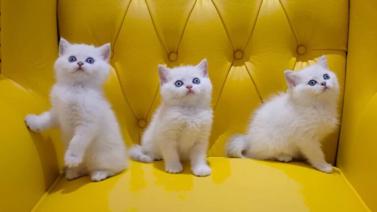 Surprising Information about  White Cat Breeds Short Hair