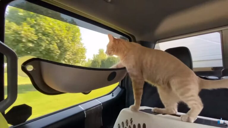 How to Keep Cats off Your Car? 7 Effective Methods