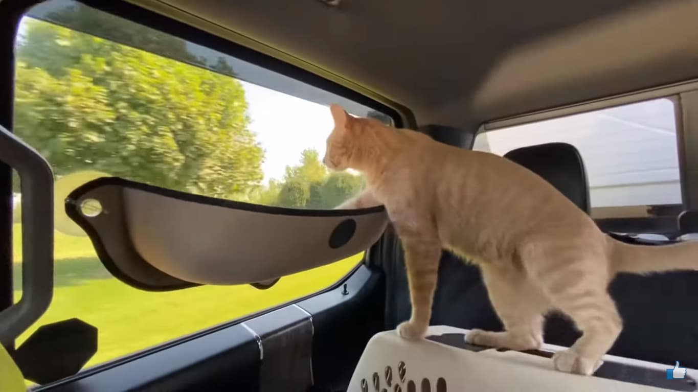 How to Keep Cats off Your Car