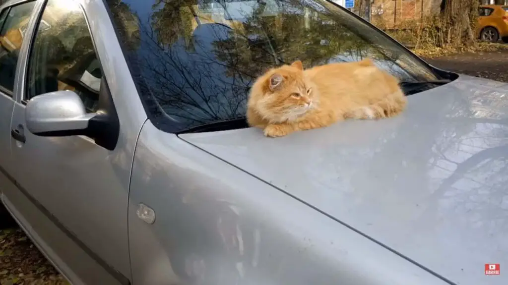 Why is My Cat Panting in the Car?