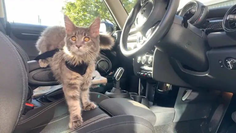 How to Travel With a Cat in a Car?
