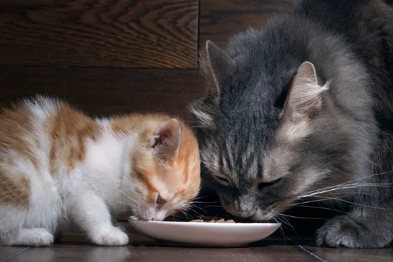 Can Kittens Eat Adult Cat Food?