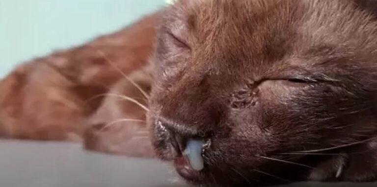 Feline Respiratory Disease Complex: Unveiling the Symptoms