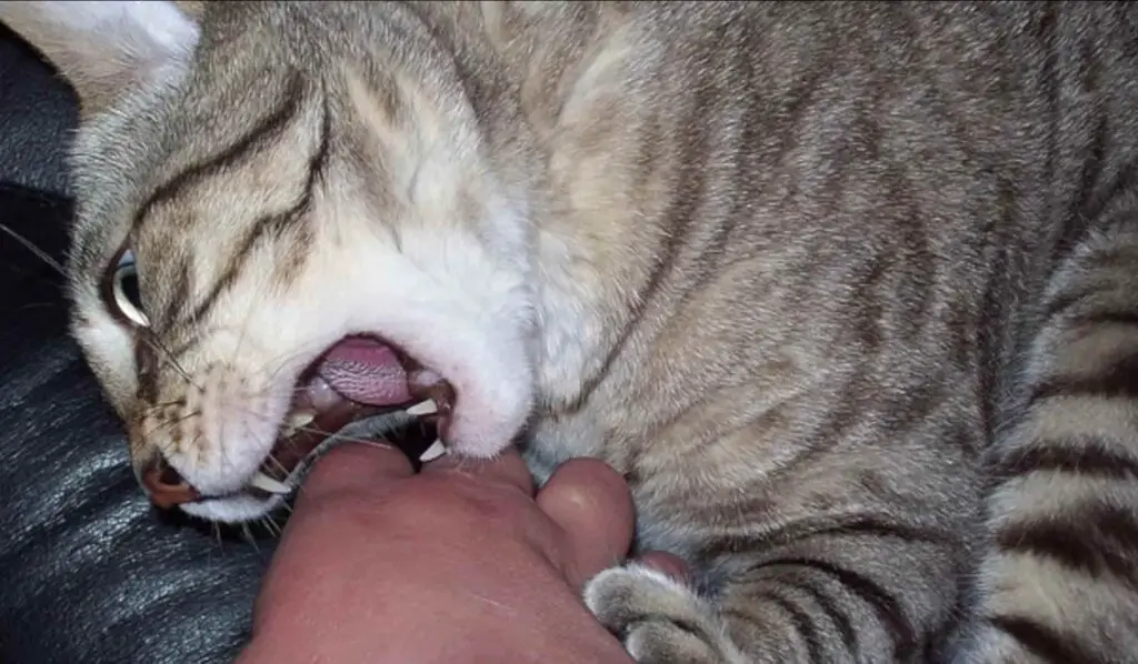 How to Discipline a Cat That Bites?