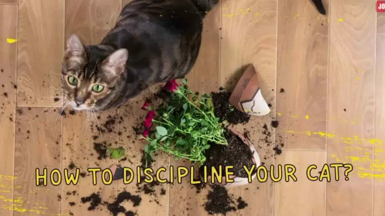 How to Discipline a Cat Not to Do Something?