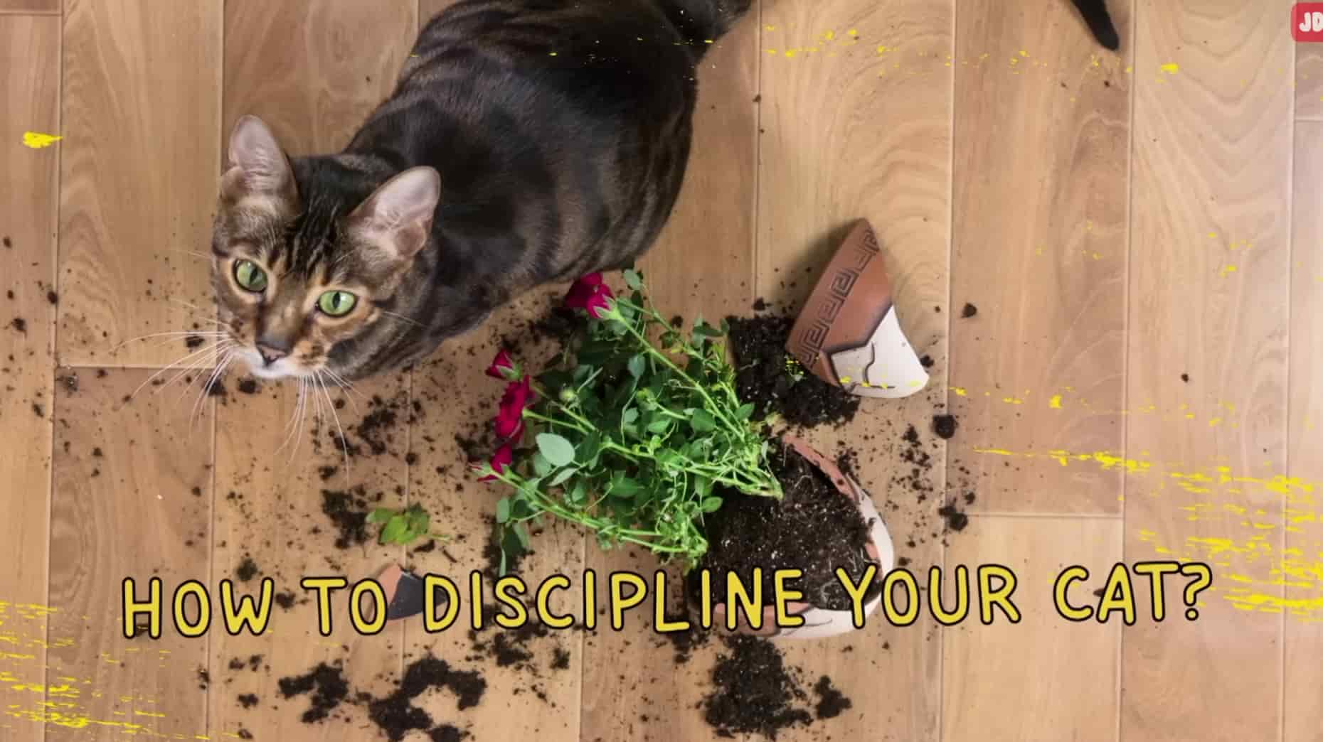 How to Discipline a Cat Not to Do Something?