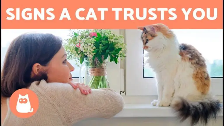 How Do Cats Show They Trust You?