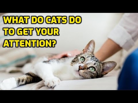 How Do Cats Get Human Attention?