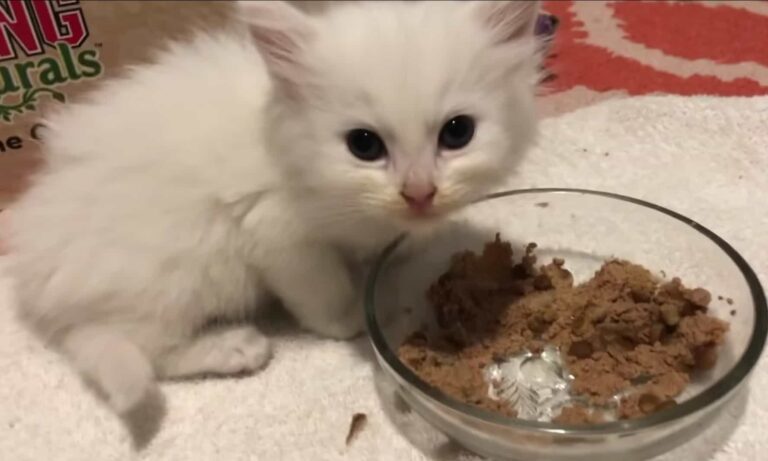 When Can a Kitten Eat Dry Food?