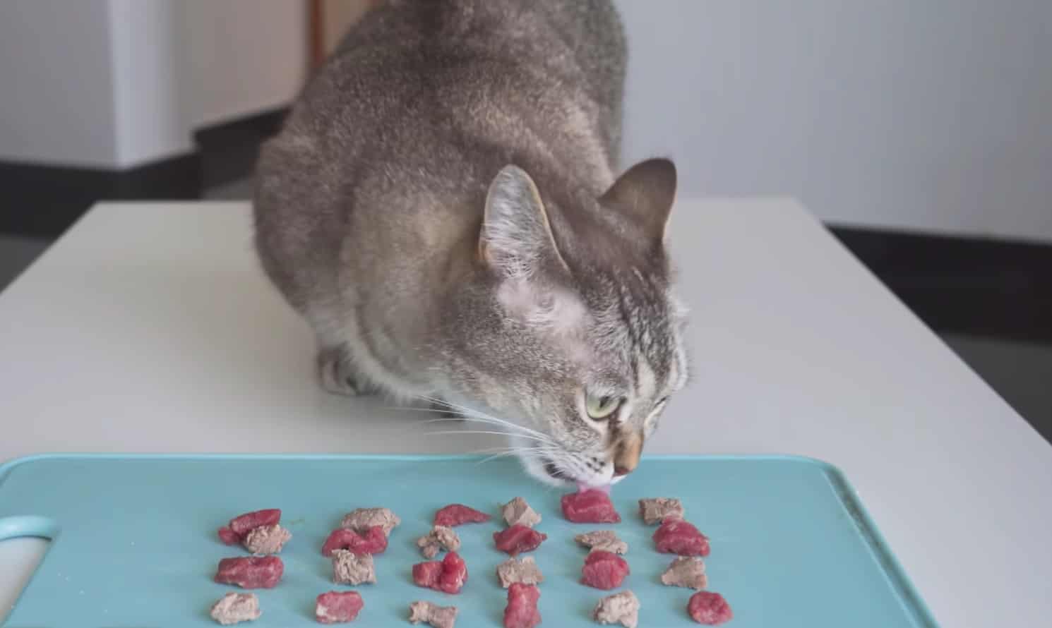 What Do Munchkin Cats Eat