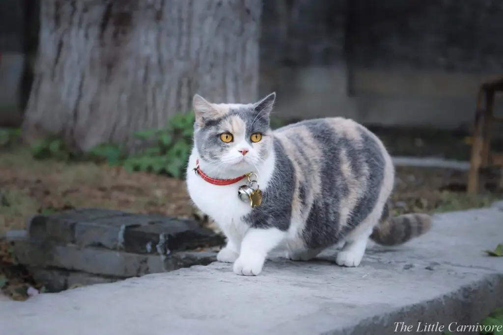Do Munchkin Cats Suffer from Health Issues