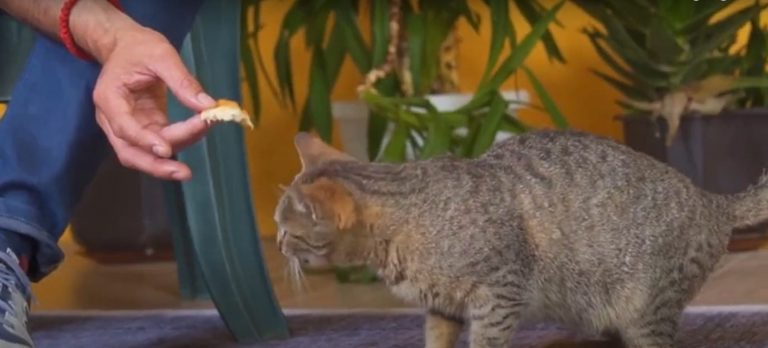 Can Cats Eat Bread? Debunking Feline Food Myths