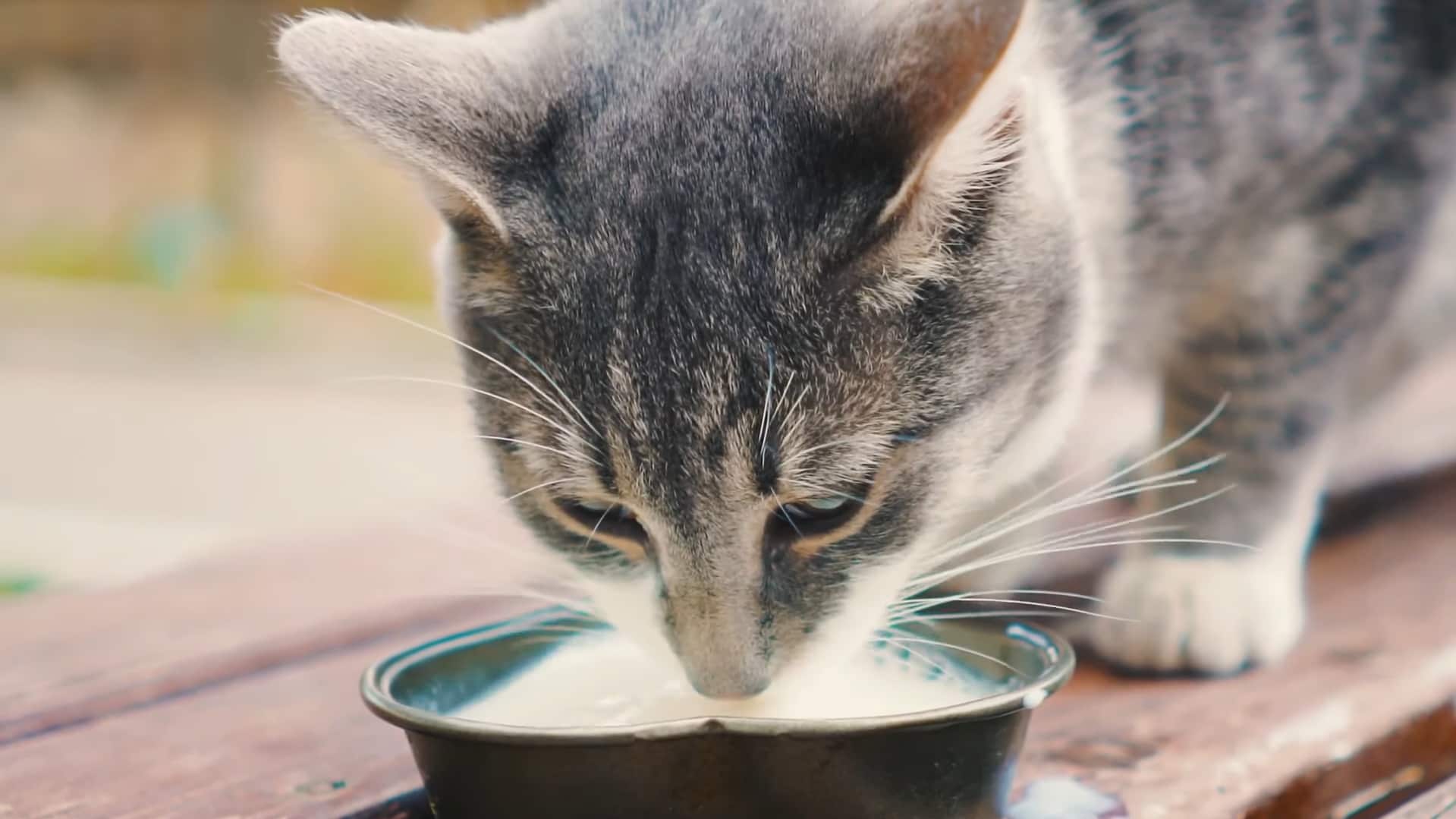 Do Cats Really Like Milk