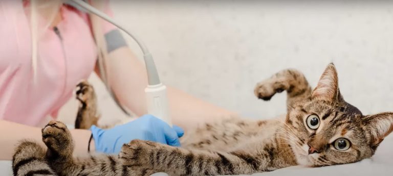 Can Wet Food Cause Diarrhea in Cats? Uncover the Truth!