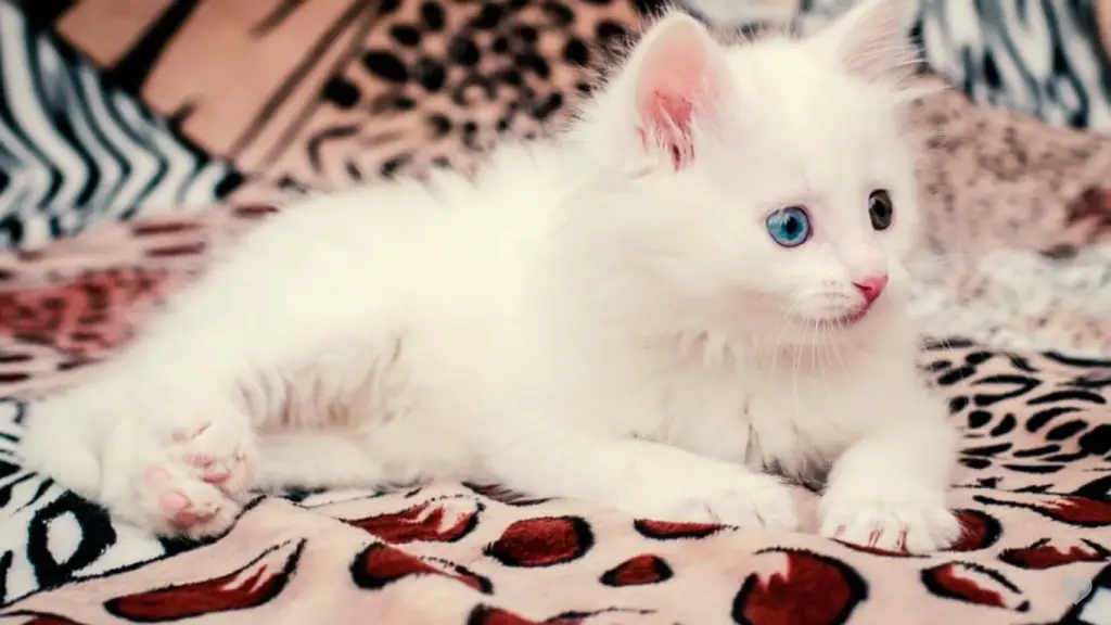 White Cat Breeds With Blue Eyes
