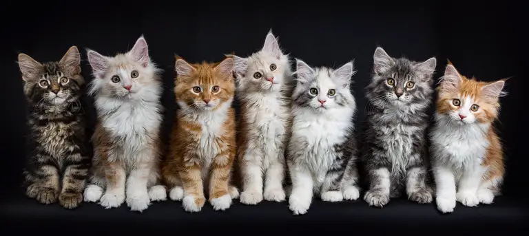 Cutest Cat Breeds: Discover the Most Adorable Feline Breeds!
