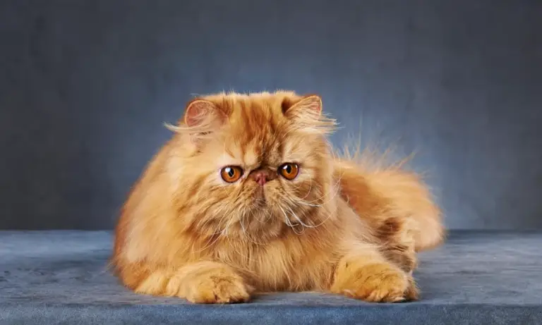 Are Persian Cats High Maintenance? Discover the Truth!