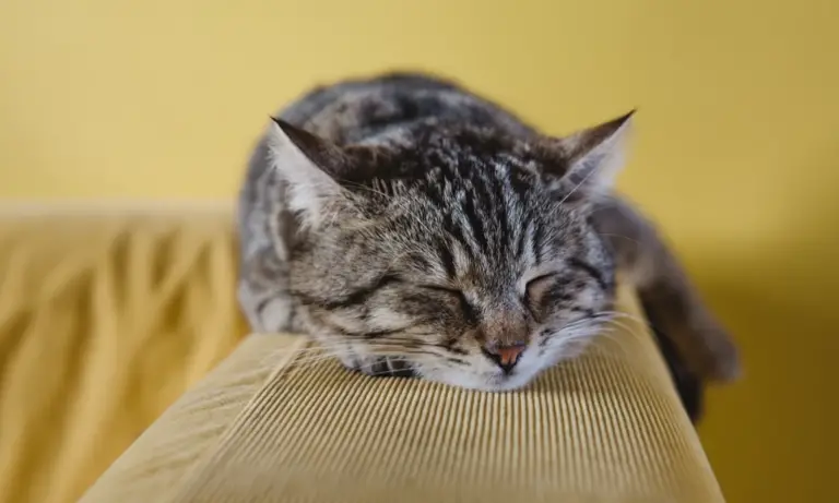 Do Cats Get Sleepy When They Eat?